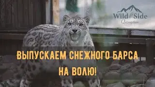 Рожденный свободным. Выпускаем снежного барса в дикую природу Заилийского Алатау.