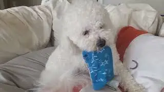 Frosty Steals a Stinky Sock