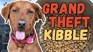 how my dog steals cat food