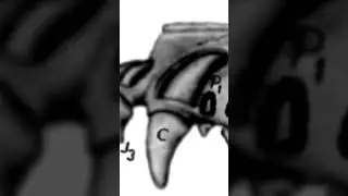 про клыки #art #painting #speedpaint #digitalart #drawing #tutorial #anatomy