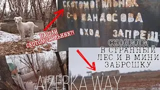 ЗАШЛИ В СТРЁМНЫЙ ЛЕС И В ЗАБРОШКУ||Нашли в лесу кости?!||СОБАКА что-то чувствует?!