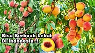Cara Menanam Buah PERSIK di Indonesia Agar Cepat Berbuah Lebat - How To Grow Peach Tree