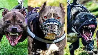 This Is Why PITBULLS ARE Labelled As 