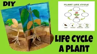DIY Plant Life Cycle Model || Seed Germination Model Project || Life Cycle of Plant Model Project