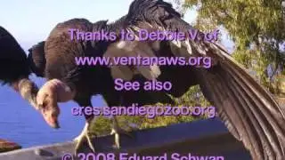 Condors in Flight-Big Sur (Director's cut)