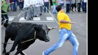 TOIROS DE FAMA NA ILHA TERCEIRA ACORES