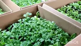 получила черенок, обзор! 🪴🌱🪴