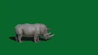 Animal Green Screen effects