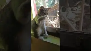 Theo kesrimbet lakban #kucingbubbu #cat #catlover #kitten #kucinglucu #doraemon