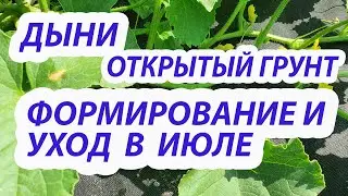 ДЫНИ.Июль.Формирование,подкормка,полив,защита от вредителей