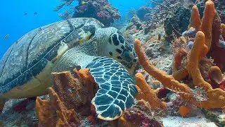 Growing Climate-Resistant Super Coral | Your Climate | BBC Earth Science