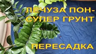 Почему я пересаживаю Замиокулькас в Лечуза Пон ( Lechuza Pon ).