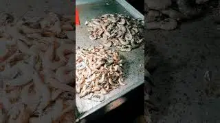 Fish #shorts #shortvideo #trending #viralvideo #video #fishing #fish #fishcutting #fishingvideo