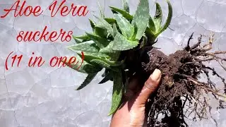 Different kinds of Aloe vera suckers 