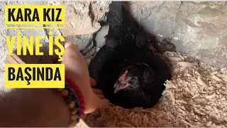 Sonbaharda kuluçkaya yatmak nerden aklına geldi 🐔🐣🐥