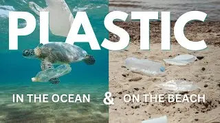PLASTIC VS. SEA TURTLES // Impacts both in the OCEAN & on the BEACH