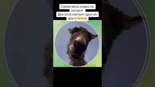 самое мило видео на сегодня #2024shorts #прикол #юмор #csgo