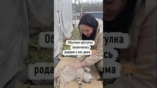 Обычная прогулка закончилась родами 🥰