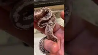 Freshly hatched ballpythons #ballpython #babysnakes #babyballpython #fealysclutch