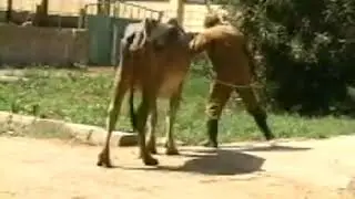 pattelar loxation