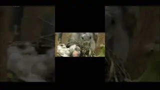 Черная Мамба-профайл