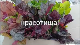 Гейхеры.Распаковка посылки от Оли.Вот это саженцы!
