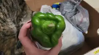 Бесплатная еда в Америке. Фудбанк. Шарлотт.