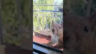 Белкам не хватает еды🌱Требует орехи