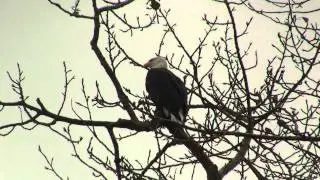 Bald Eagle, Call. Белоголовый орлан, крик [1072sp]