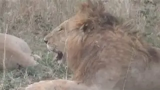 Serengeti National Park, Tanzania (Day 1)