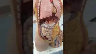 abdominal viscera anatomy