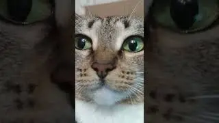 X-Files Cat 