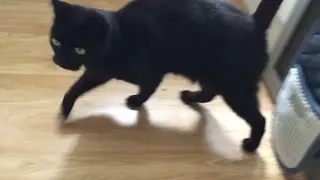 Throwing a 5p at my cat