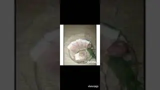 САЛО в рассоле. Ну очень вкусное.
