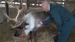 Breaking News: Santa's Reindeer Approved to Fly Over Michigan!