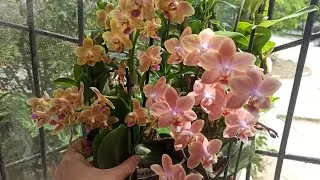 "Парфюмерная Фабрика" мультифлора Одорион😋🥰😘аромат потрясающий!Домашнее цветение.