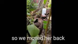 More of Baphy's Ducklings Hatching