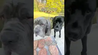 Do you think feeding my dogs raw meat is safe??🐶🥩🐶🥩🐶🥩🐶🥩🐶