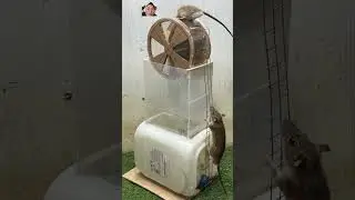 Rat Trap 88, Good idea about making a mouse trap #dhoprts