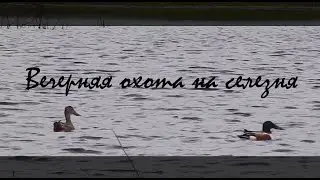 Вечерка на селезня
