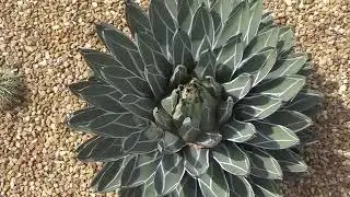 Agave Victoria Regina variegated
