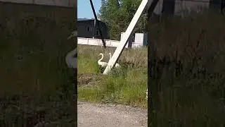 Лебеди шагают по городу Артемовский 12.06.2024