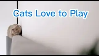 Kedi Zamanı #cat #time #cats #views #funny #funnyvideo #catvideos #catlovers