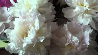 Peonies