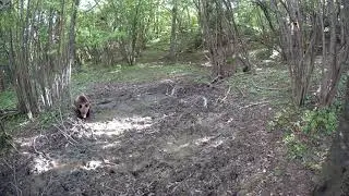 Medveď pri kalisku