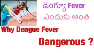 డెంగ్యూ జ్వరం ఎంత ప్రమాదం?/ ప్లేట్‌లెట్‌లు తగ్గితే ఏం చెయ్యాలి?/platelets in dengue fever