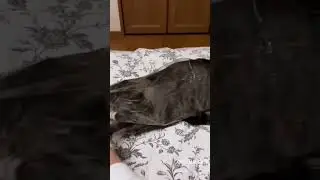 🤪
