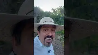 Explicando a não irrigação nas khaya Anthoteca e grandifoliola.