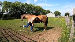 Aries groom & hoofs