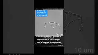 🤯Pesquisadores usaram litografia 3D de alta resolução para construir pequenos robôs micro celulares